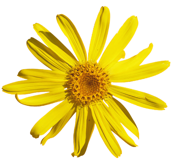 Arnica flower - Supportive Botanicals